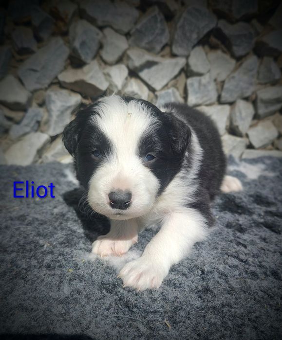 Border collie cudowny piesek przebadani rodzice do odbioru