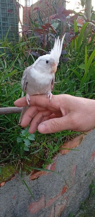 Caturras criadas a mão e domesticadas