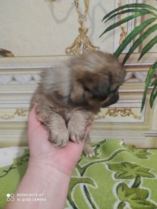 Продам привиті цуценят королівського пекінес
