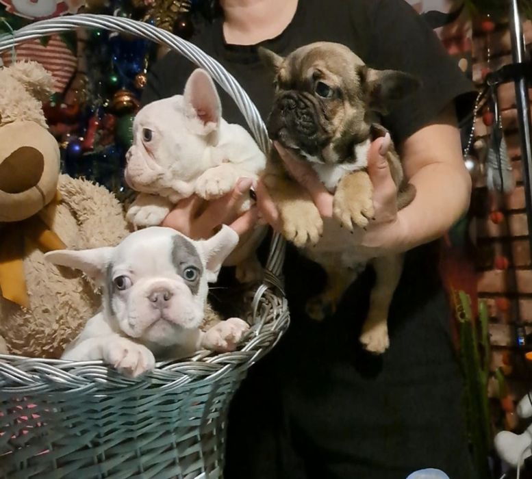 Французький бульдог