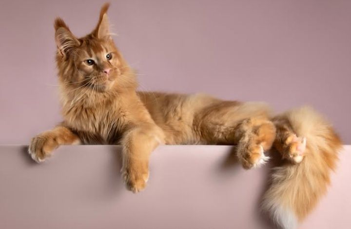 Кошенятка породи Мейн кун