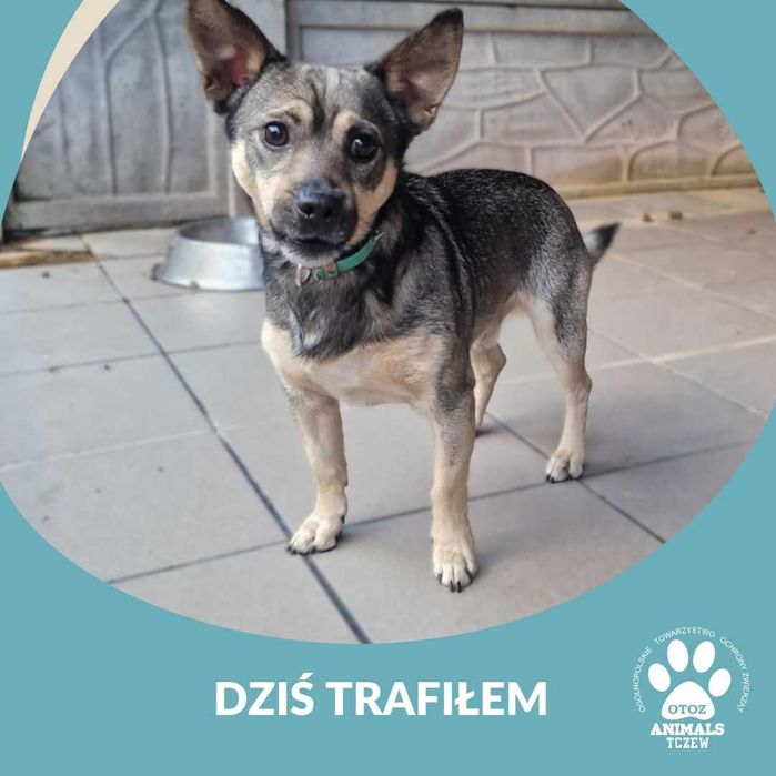 Znaleziono małego pieska przy ul. Rokickiej