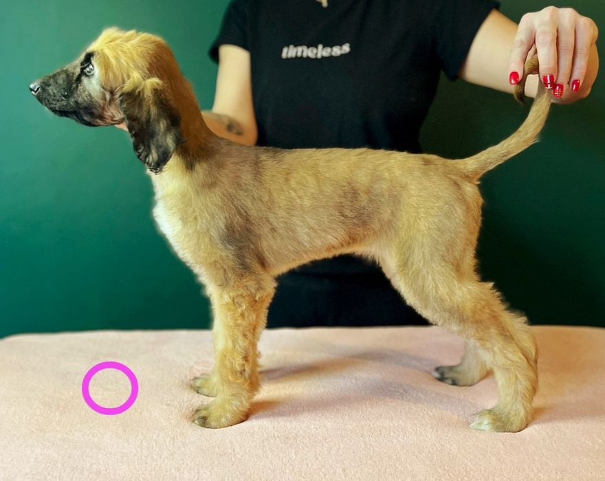 Chart afgański suczka