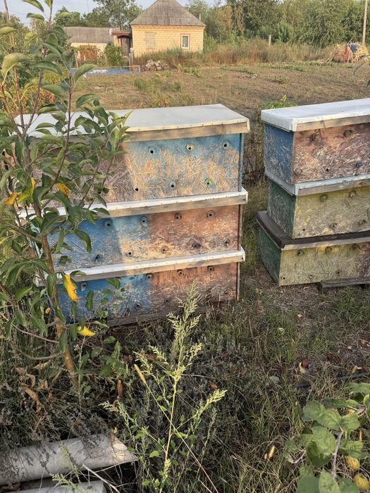 Вулики лежаки дадан з OSB на 30 або більше рамок. Довжина 125 см.