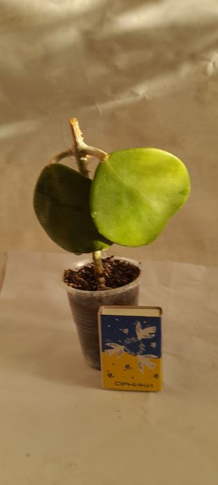 Хойя Керри продам