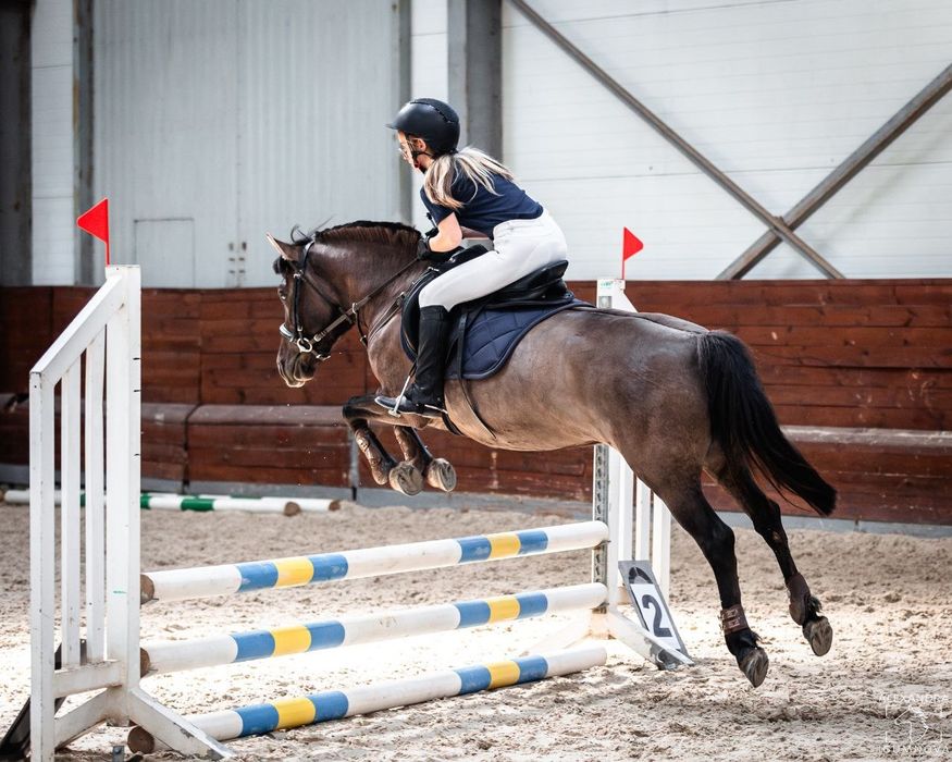 Кобилу, кобыла, лошадь, пони