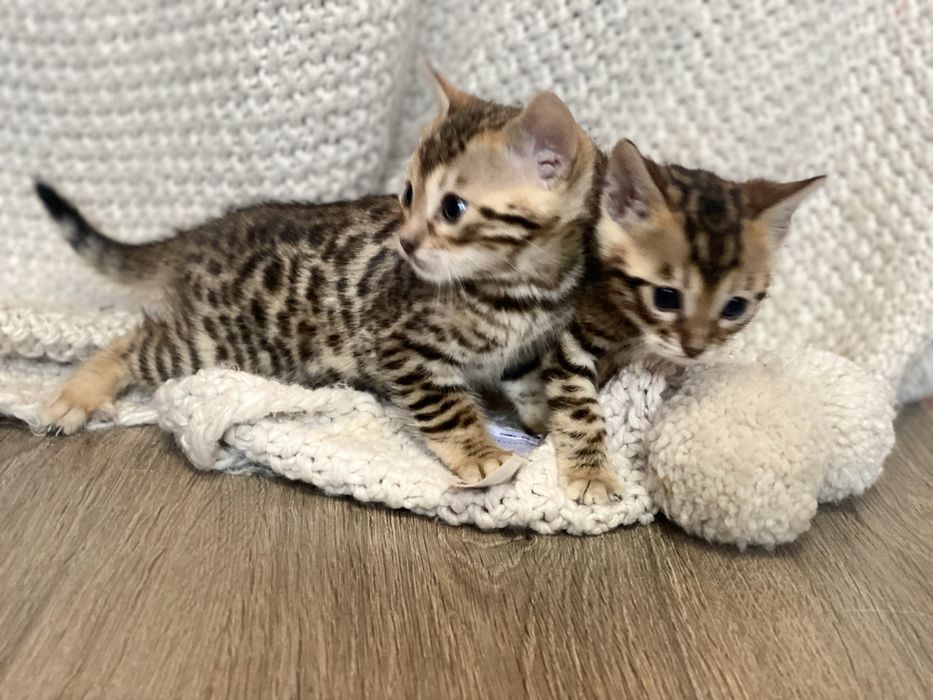 Чудовч малята бенгали