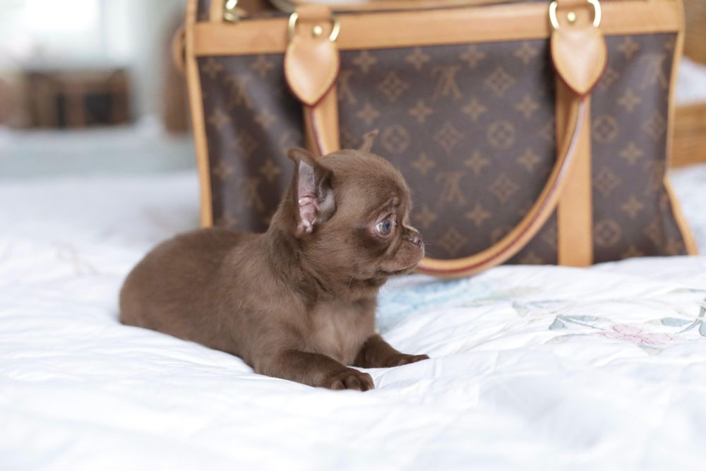 Chihuahua FCI chłopak
