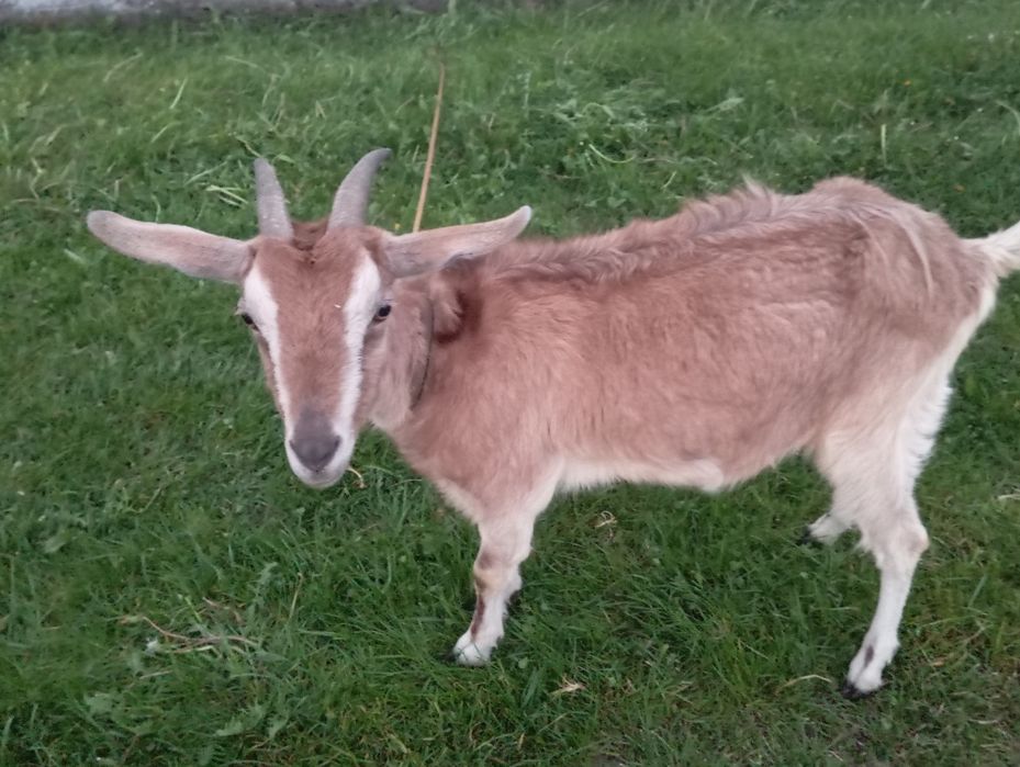Продам дві козі.