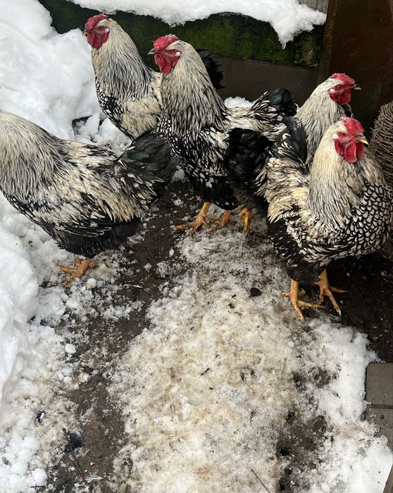 Півні Віандот срібло