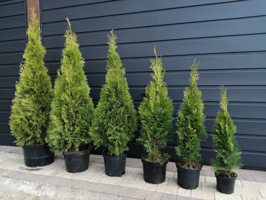 Tuja Thuja Szmaragd 120-130cm!! 7.5L