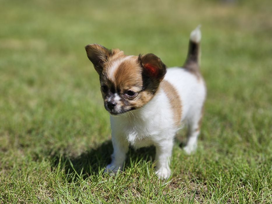 Chihuahua długowłosa dziewczynka LATTE do odbioru!!