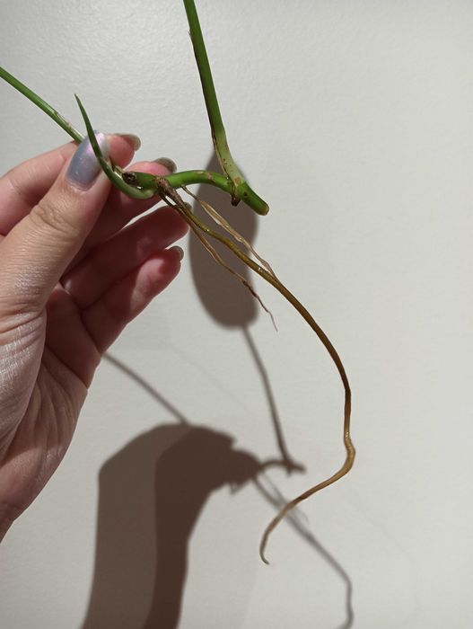 Planta pendente para decoração - Pothos Golden