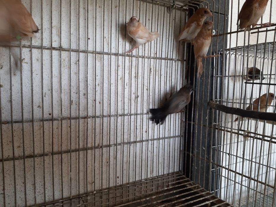 Cedência bengalins