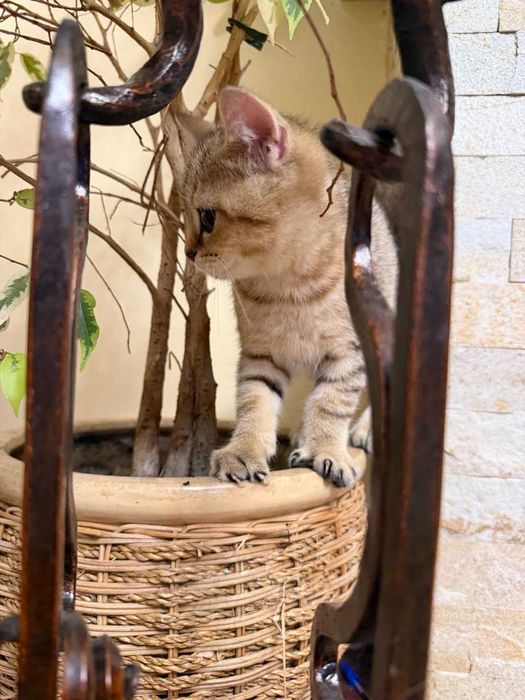 Британське зеленооке тигреня а ніжне як котик