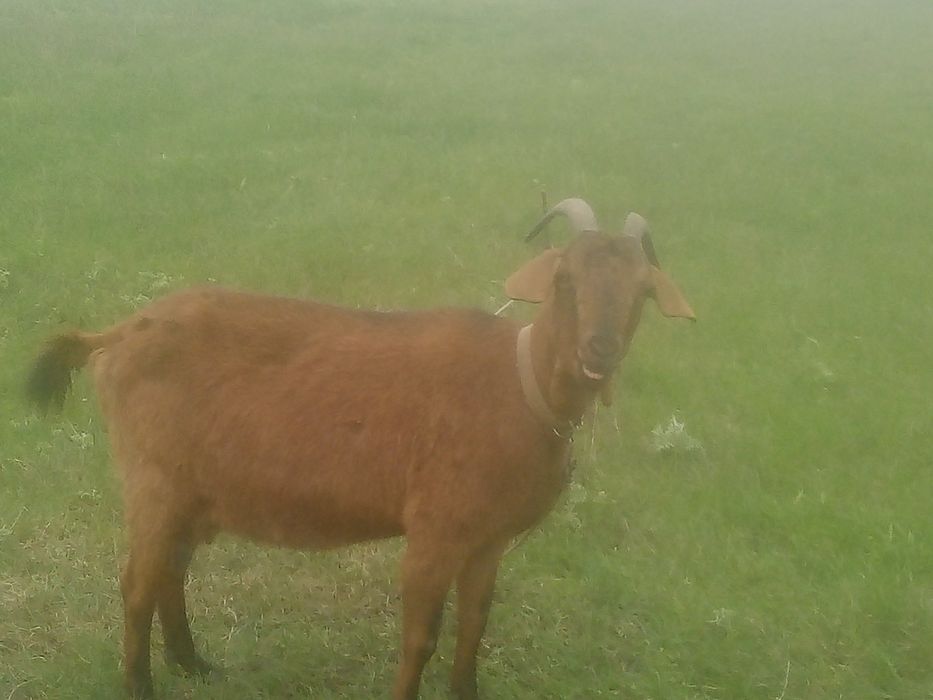 Нубийская козочка