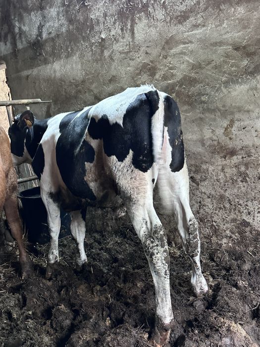 Vitelos frisios 7 meses