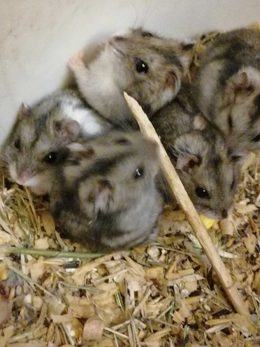 Джунгарики - Хомяк джунгарский - Хомячок - Хомяки много