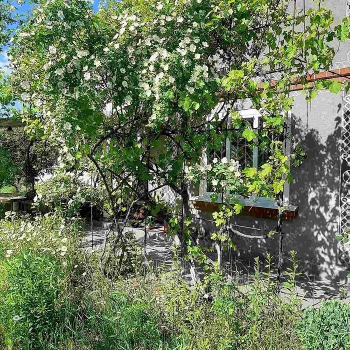 Продаж затишної дачі в Патлаївці