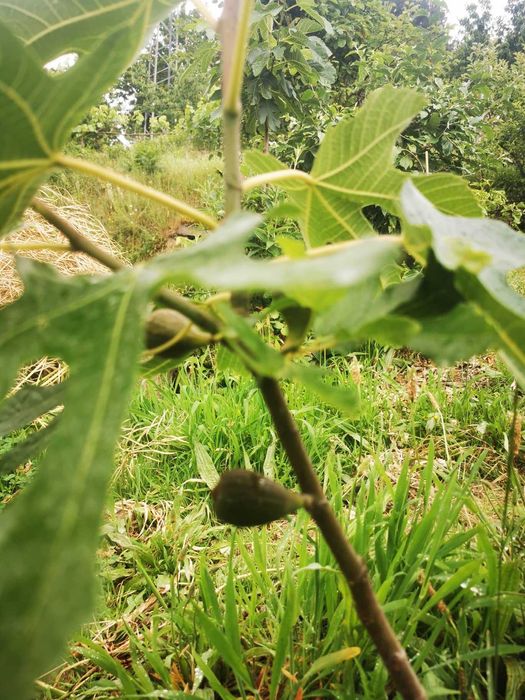 Árvores de fruto anãs para VASOS, PATEOS, VARANDAS Apenas envios