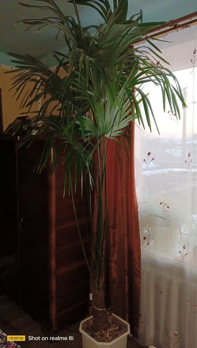 Пальма вієвна італійська