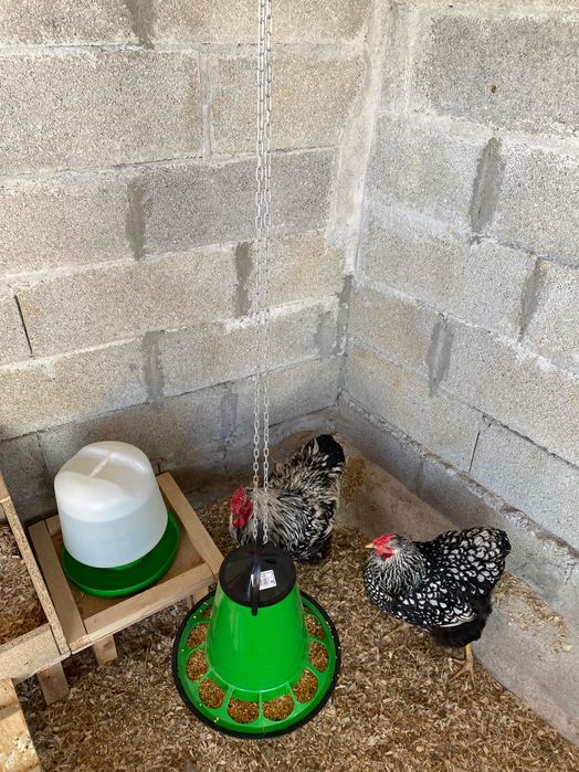 Ovos galados de várias raças puras