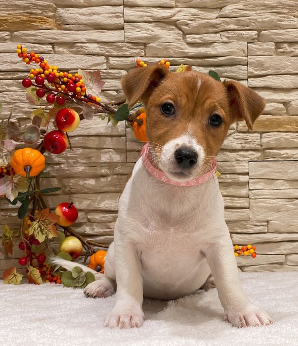 Dziewczynka Aura Jack Russell Terrier do odbioru