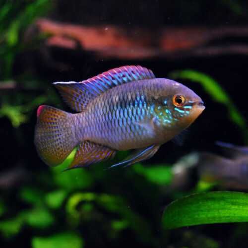 GB Akara centkowana Laetacara curviceps