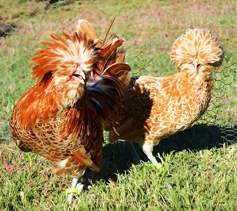 Paduana Chamois – Galinhas Ornamentais