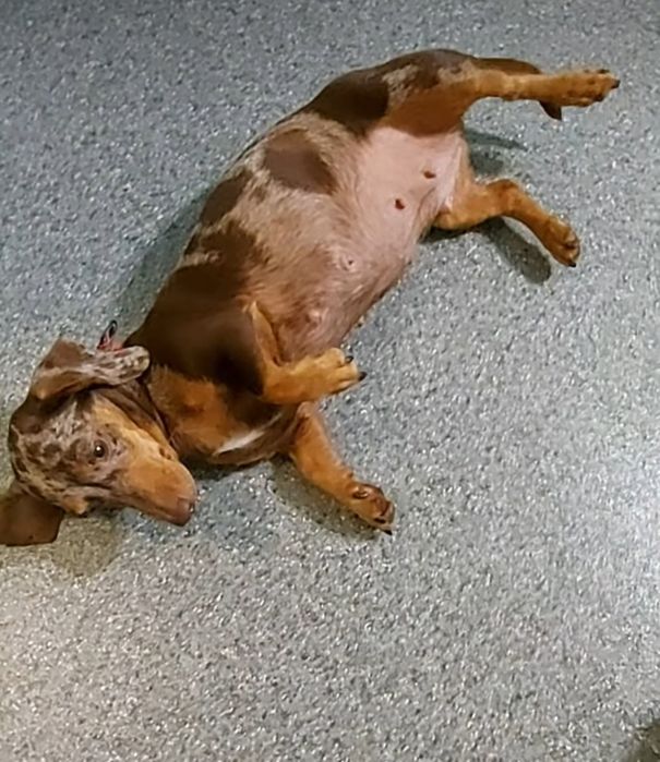 Чорнопідпалий красень від шикарних батьків.