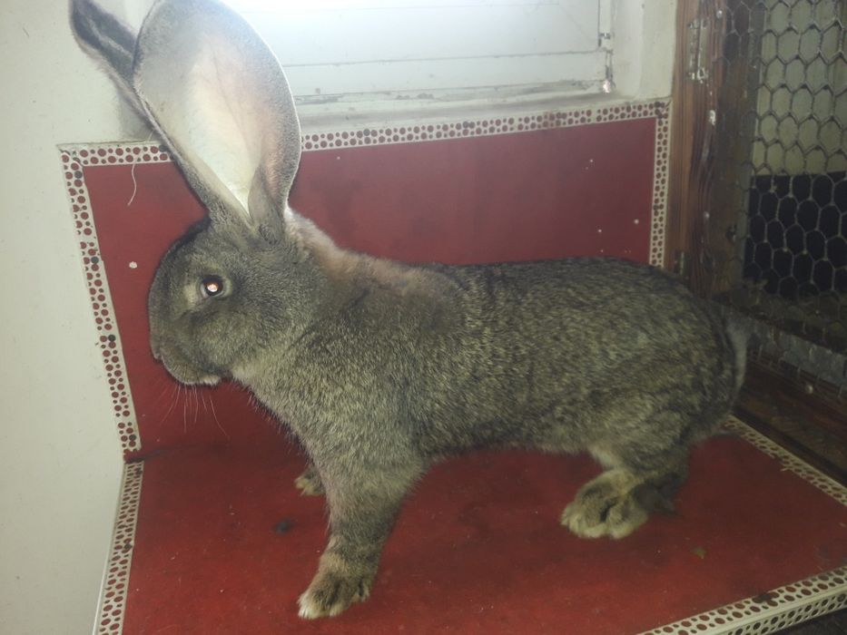 Кролі фландр різен