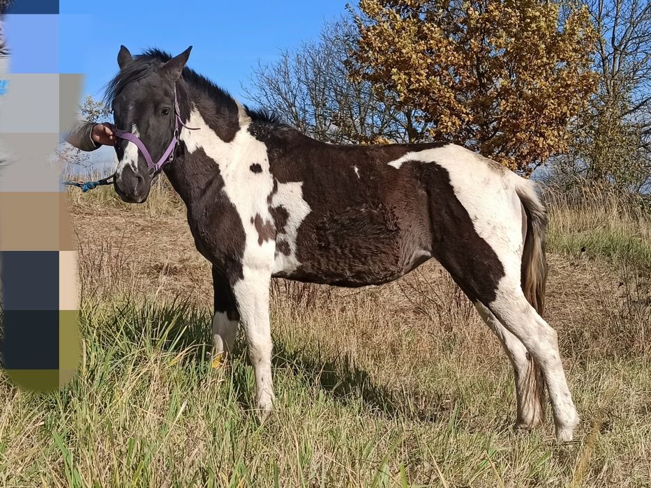 Klacz huculska 3 letnia