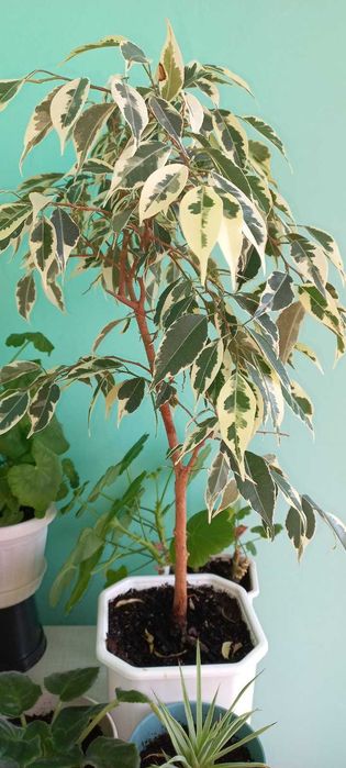 Фикус бенджамина