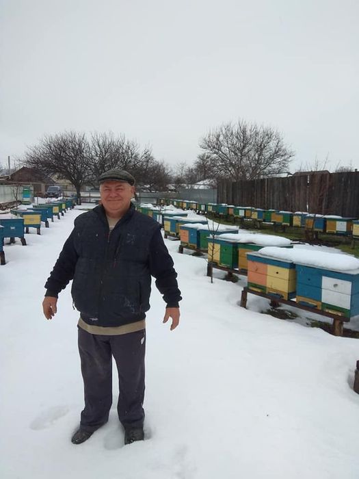 Продам бджолопакети