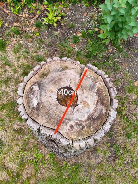 Pień orzecha, odbiór Kielce