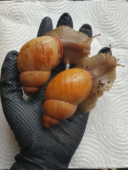 [Para] Megalobulimus oblongus ‐ ślimaki egzotyczne
