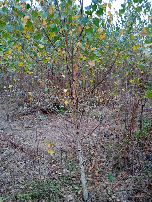 Brzoza 5 m Czarna i Biała grab buk