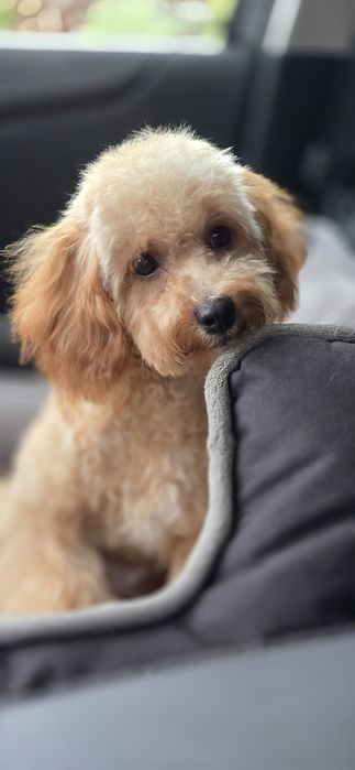 Cavapoo/ mały chłopczyk