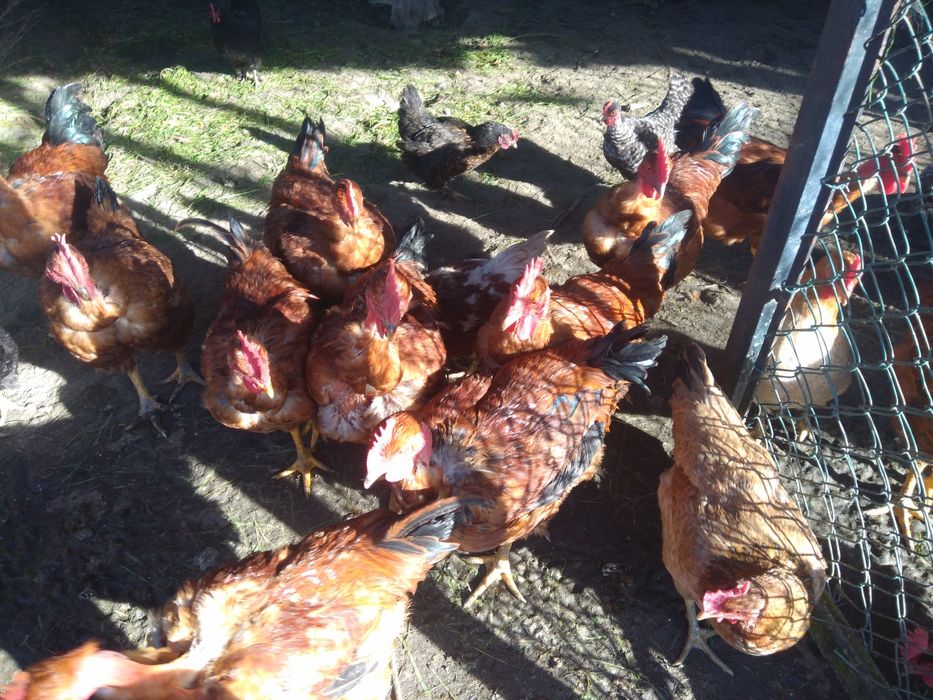 Frangos do campo boa qualidade tem perus caseiros