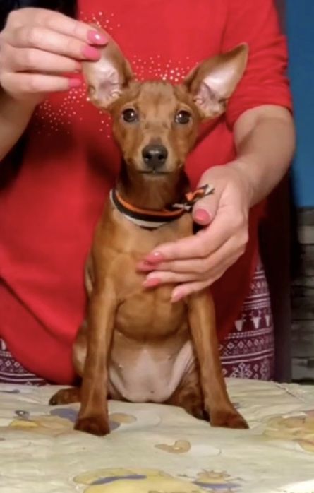 Яркая красавица цвергпинчера