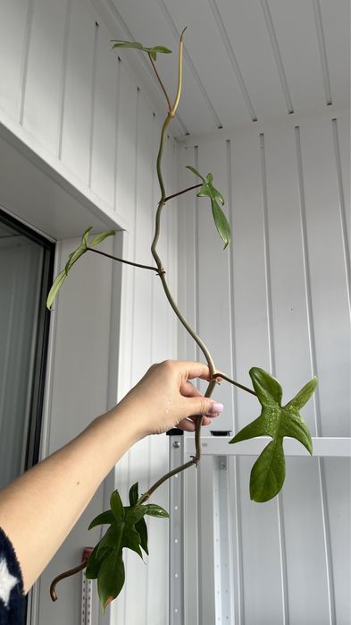 Филодендрон Florida