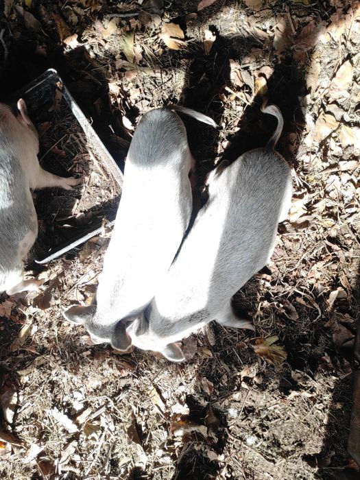 Вьетнамцы, вьетнамские поросята