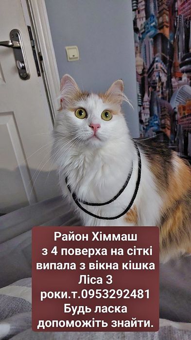 Допоможіть знайти кішечку