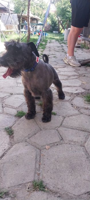 Цвергшнауцер в'язка
