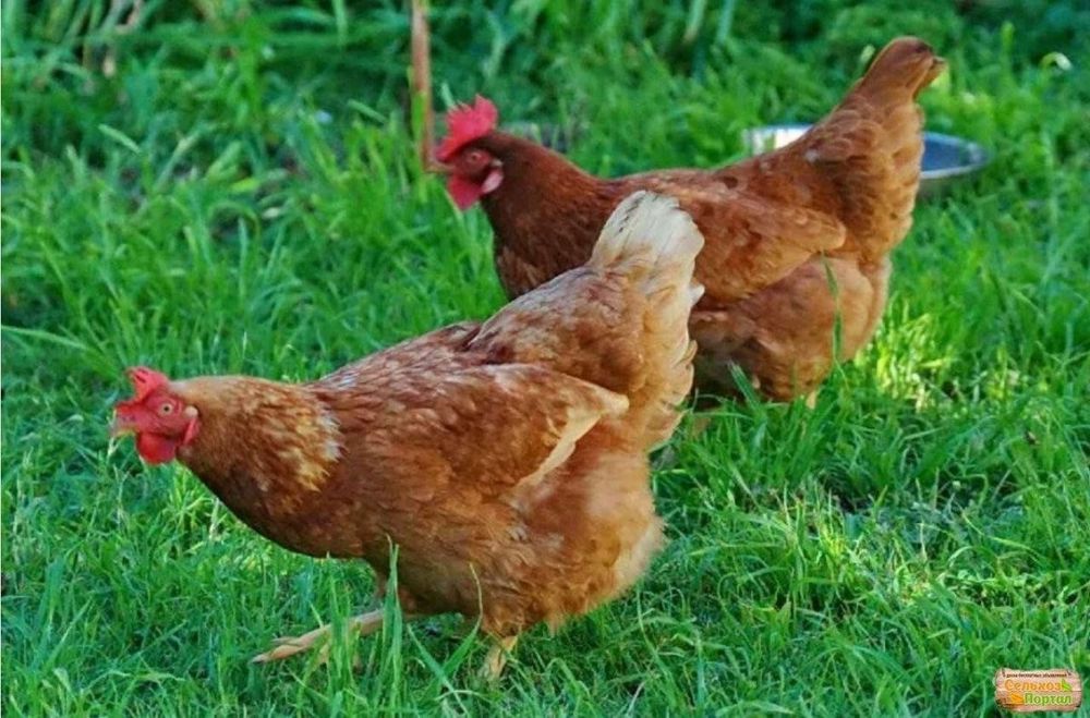 Ломан Браун,молода курочка 5,5 міс