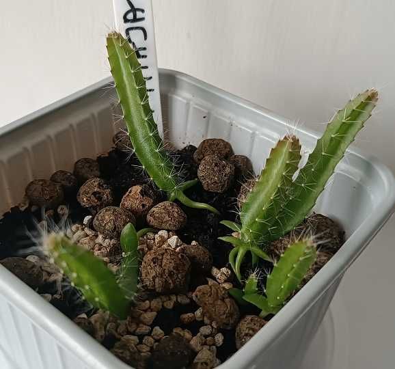 Pitaja/ Smoczy Owoc /Dragon Fruit - Egzotyczny Kaktus Pnący
