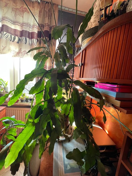 Epiphillum Oxipetalum kwiat duży