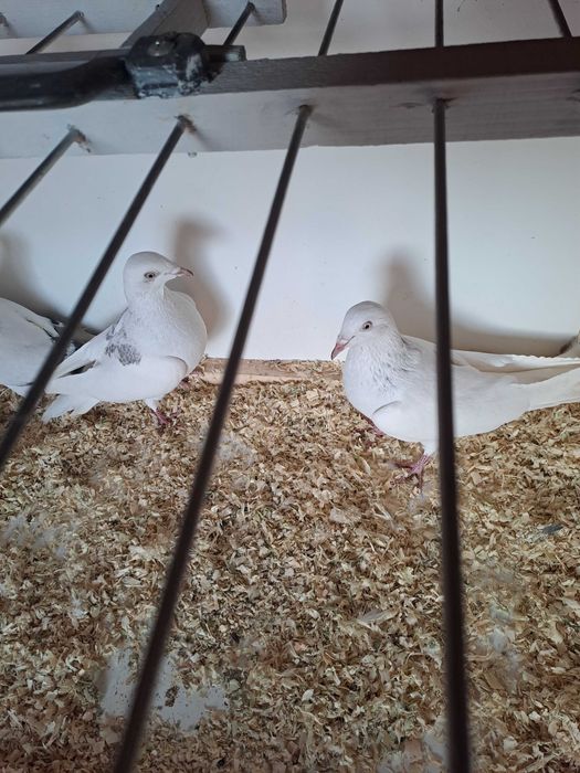 Gołebie Jasne perłowe pasiate