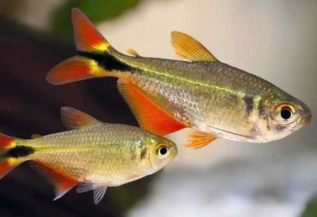 Ryby Zwinnik ogonopręgi (Hyphessobrycon anisitsi). Cetarius