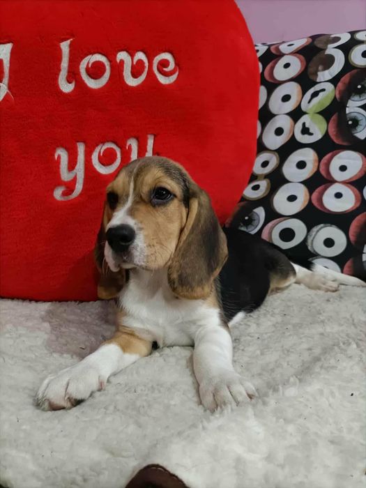 Sprzedam Piska Beagle